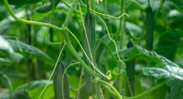 Dubnová odrůda okurek